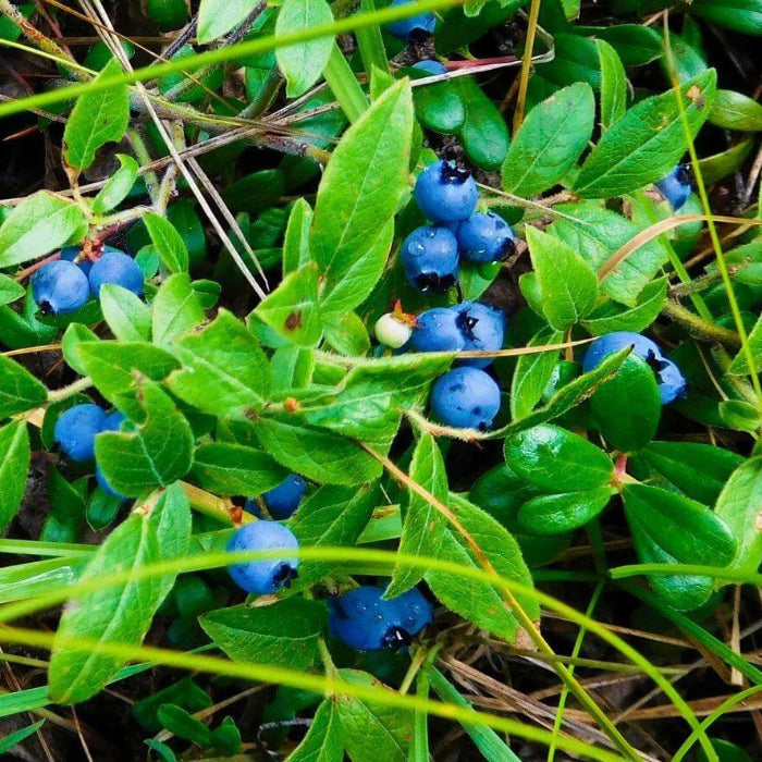 Organic Bilberry Seeds