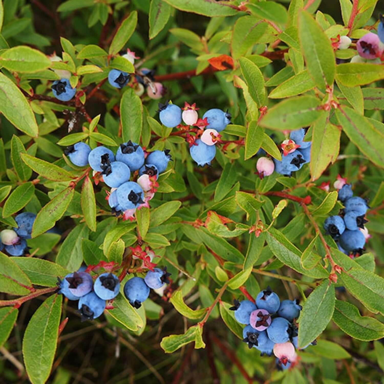 Organic Bilberry Seeds