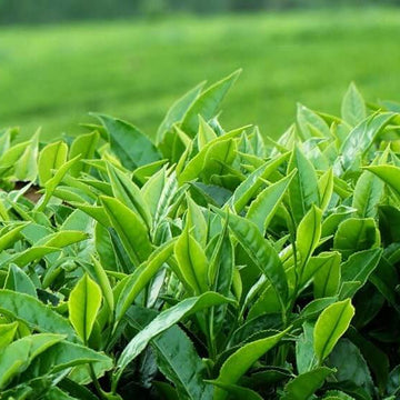 Organic Camellia Sinensis Seeds