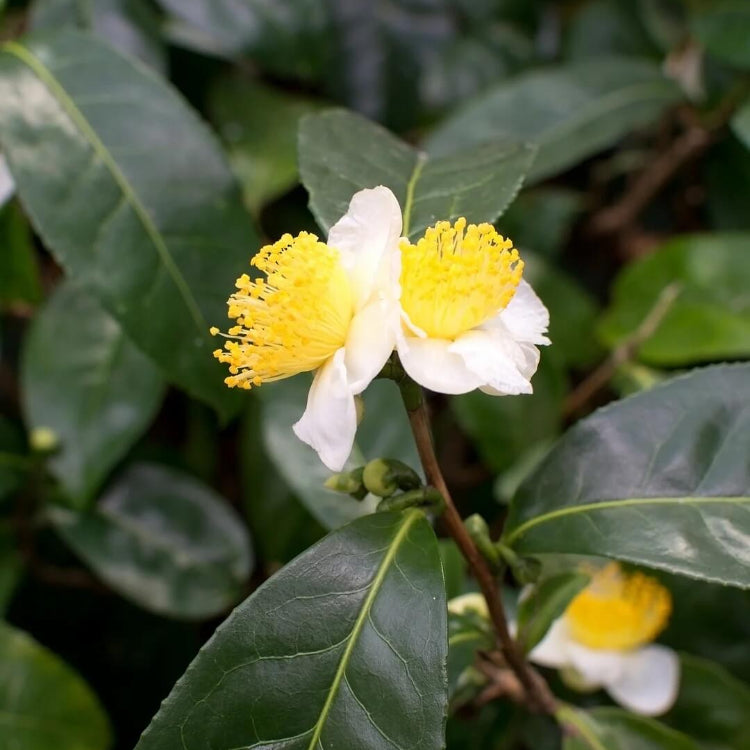 Organic Camellia Sinensis Seeds