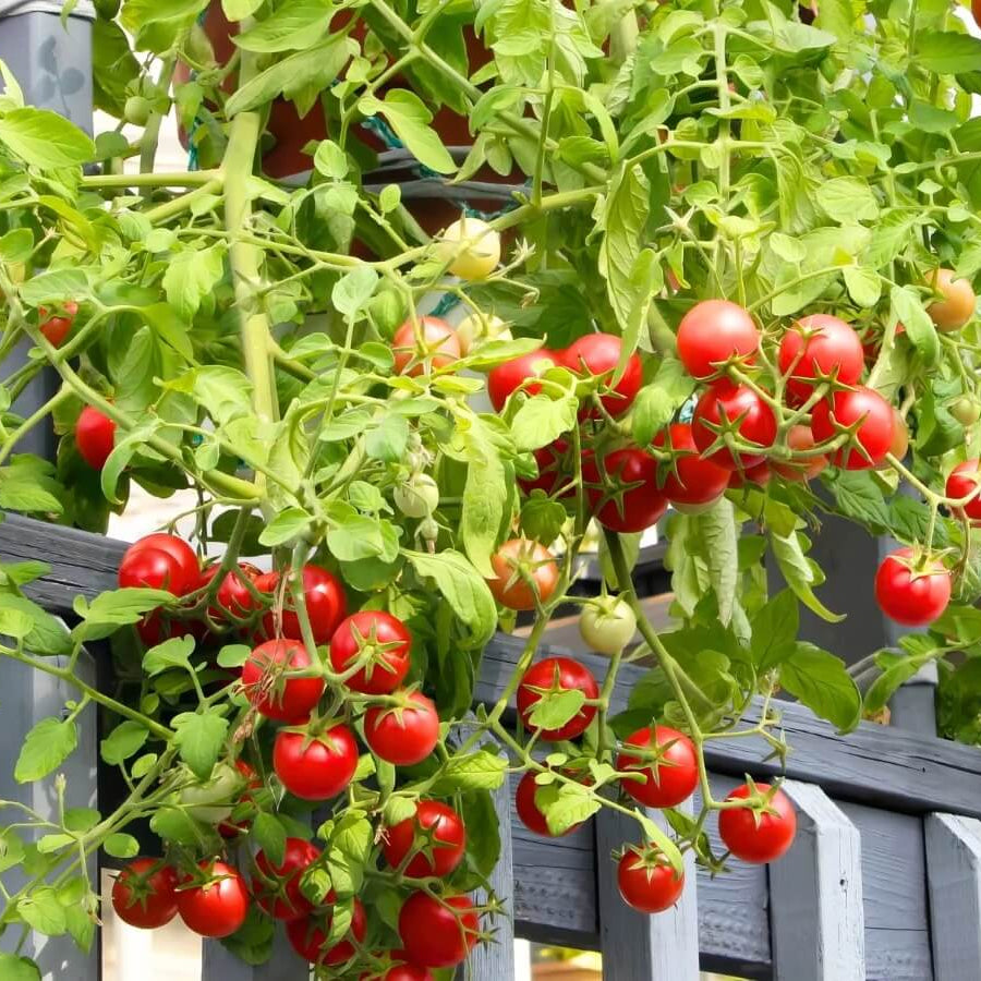 Organic Campari Tomato Seeds