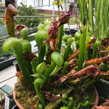 Organic Carnivorous Plant Seeds