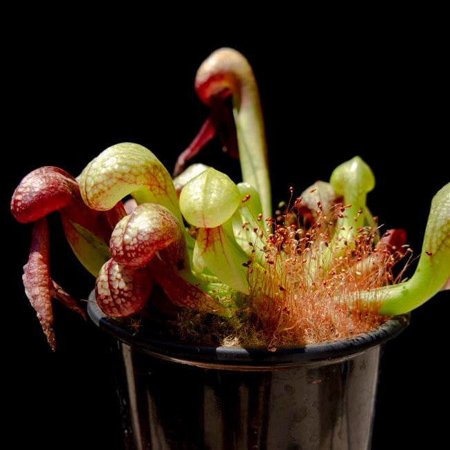 Organic Carnivorous Plant Seeds