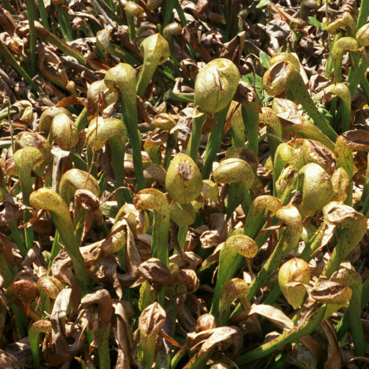 Organic Carnivorous Plant Seeds