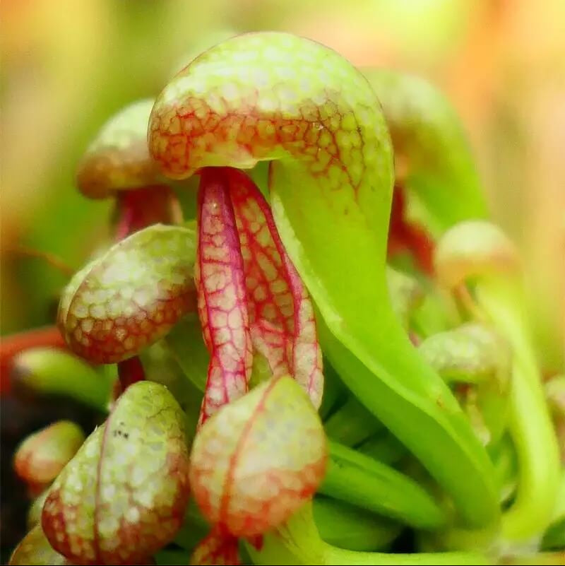 Organic Carnivorous Plant Seeds