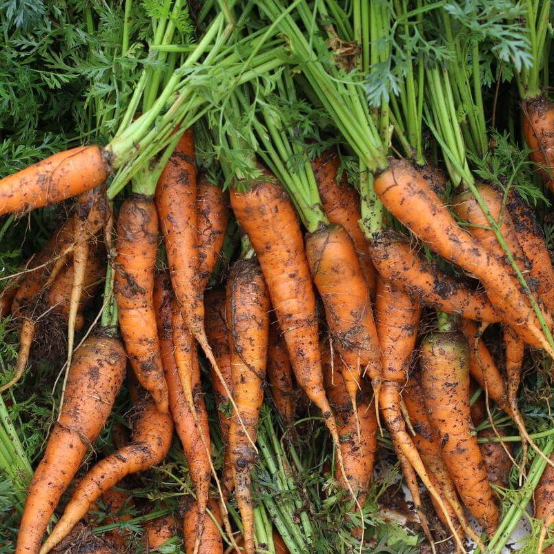 Organic Carrot Seeds