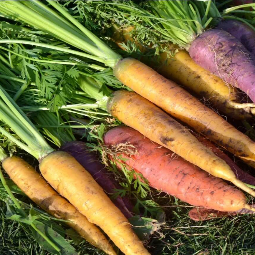Organic Carrot Seeds