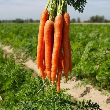 Organic Carrot Seeds