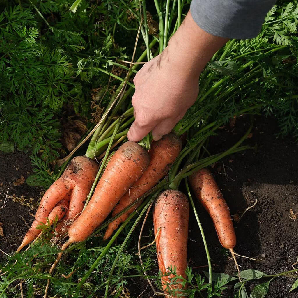 Organic Carrot Seeds