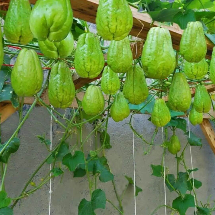 Organic Chayote Seeds - Vegetable Plant