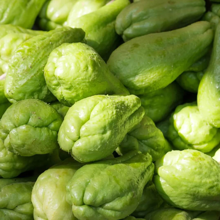 Organic Chayote Seeds - Vegetable Plant