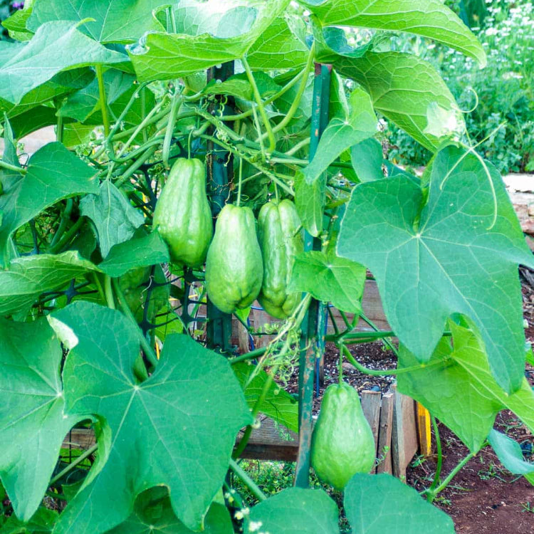 Organic Chayote Seeds - Vegetable Plant