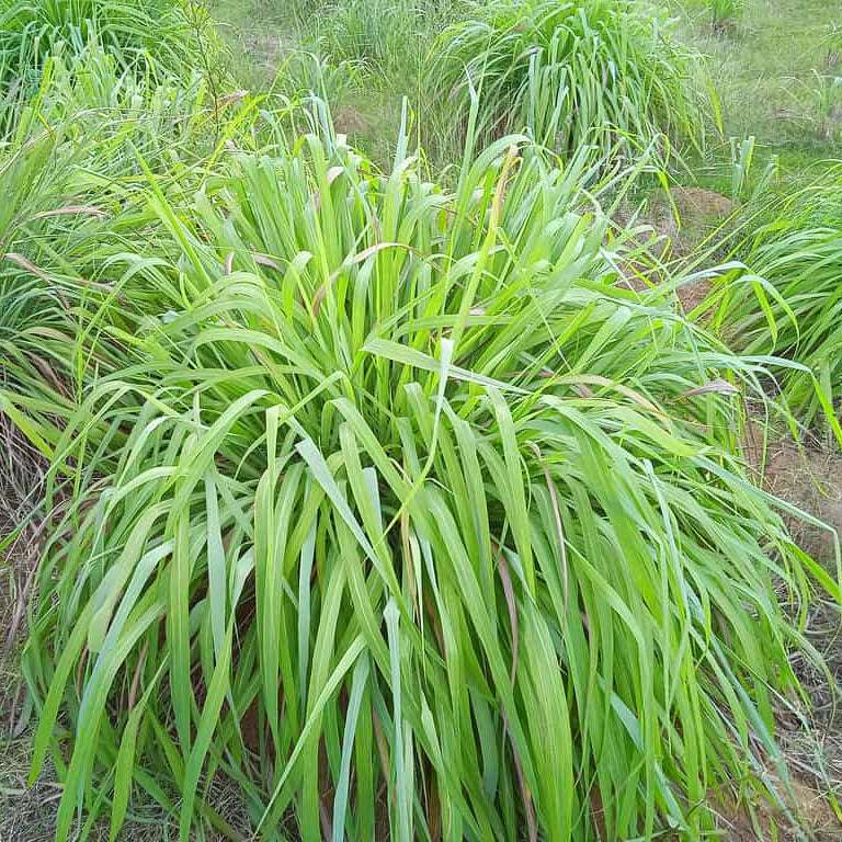 Organic Citronella Seeds