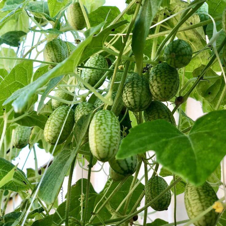 Organic Cucamelon Seeds