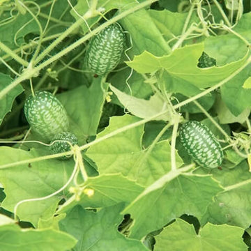 Organic Cucamelon Seeds