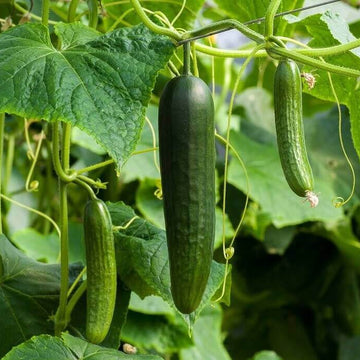 Organic Cucumber Seeds