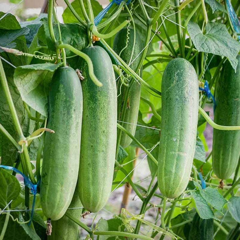 Organic Cucumber Seeds