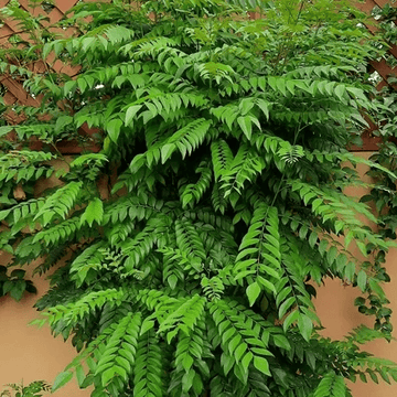 Organic Curry Leaf Seeds - Herbal Plant