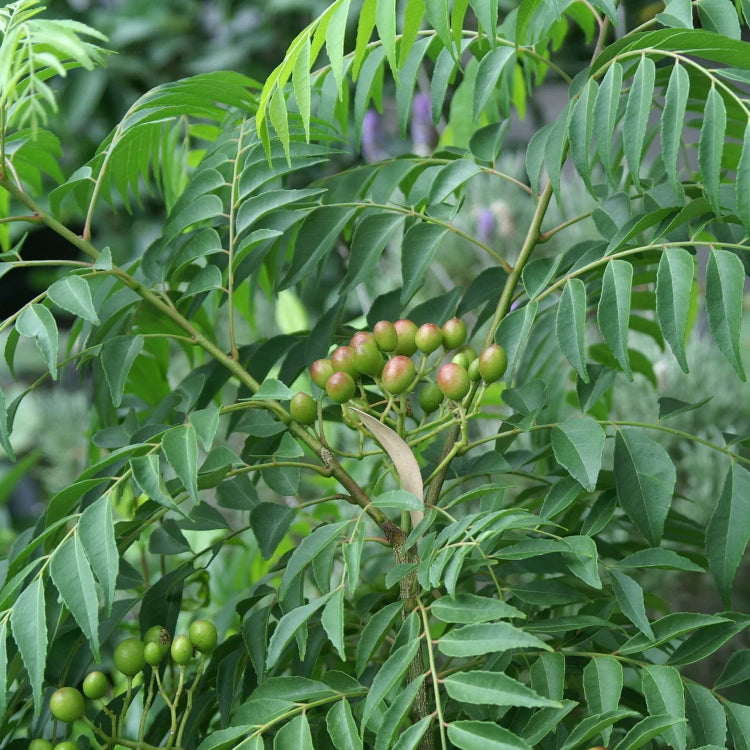 Organic Curry Leaf Seeds - Herbal Plant