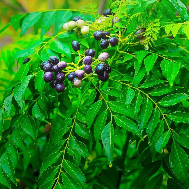 Organic Curry Leaf Seeds - Herbal Plant