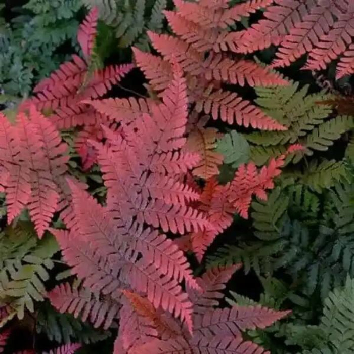 Organic Dark Pink Fern 