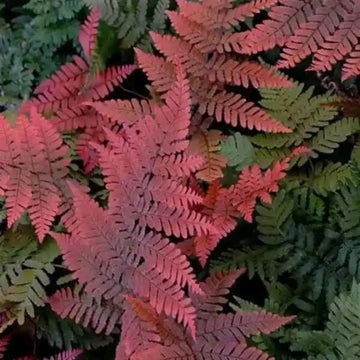 Organic Dark Pink Fern 