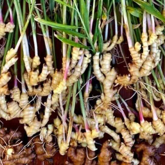 Organic Ginger Root Rhizomes Seeds - Herbal Plant
