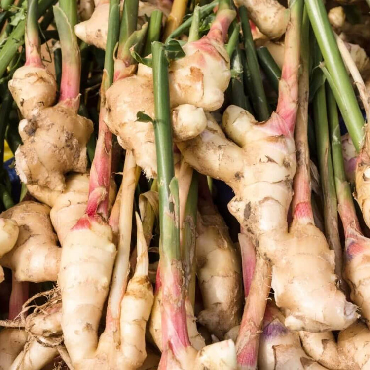 Organic Ginger Root Rhizomes Seeds - Herbal Plant