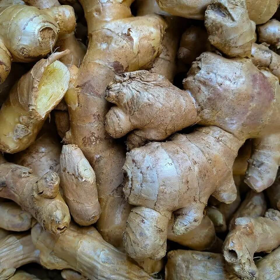 Root Lab Rhyzome Ginger Root Organic Ginger Root Rhizomes Seeds | Planting Seeds for Home Garden