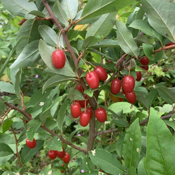 Organic Goumi Seeds