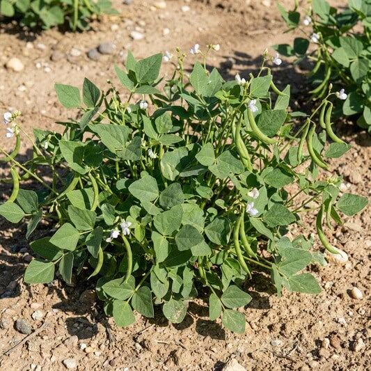Organic Heirloom Tepary Beans seeds