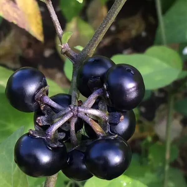 Organic Hierba Mora Seeds - Herbal Plant