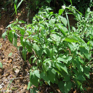 Organic Hierba Mora Seeds - Herbal Plant