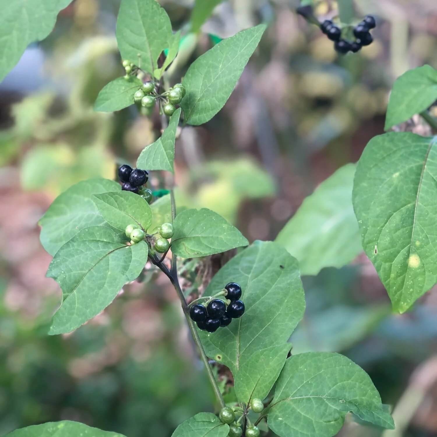 Organic Hierba Mora Seeds - Herbal Plant