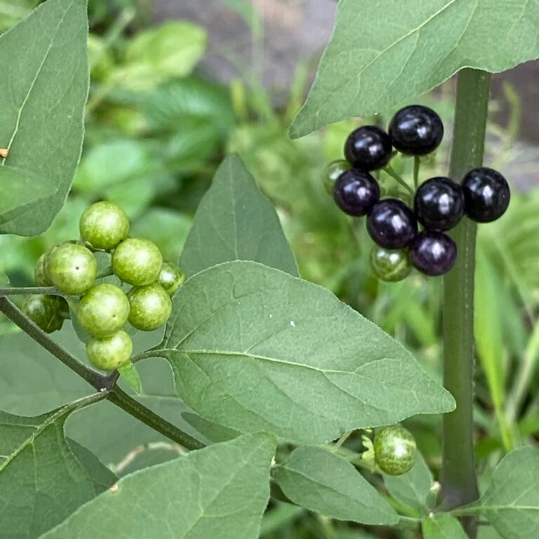 Organic Hierba Mora Seeds - Herbal Plant