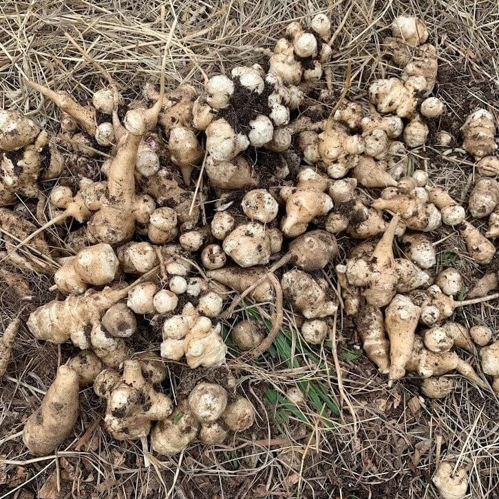 Organic Jerusalem Artichoke Seeds