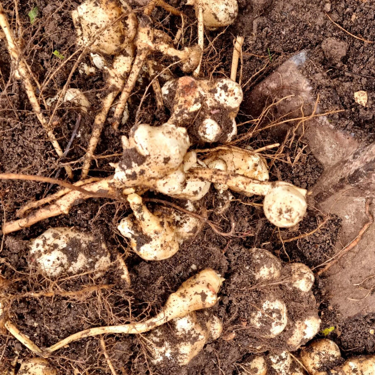 Organic Jerusalem Artichoke Seeds
