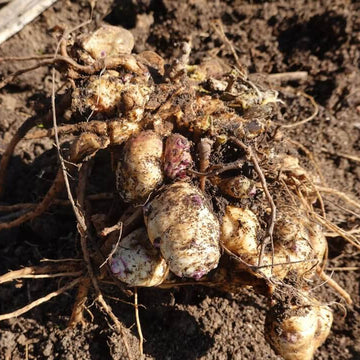 Organic Jerusalem Artichoke Seeds