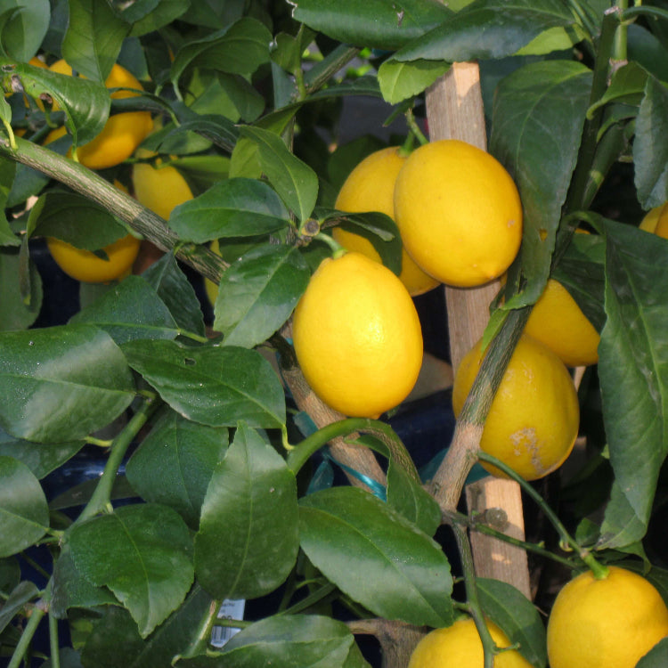 Organic Meyer Lemon Seeds