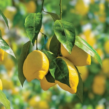 Organic Meyer Lemon Seeds