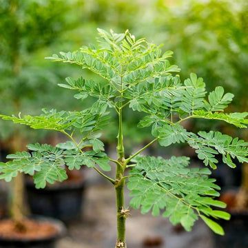 Organic Moringa Seeds - Herbal Plant