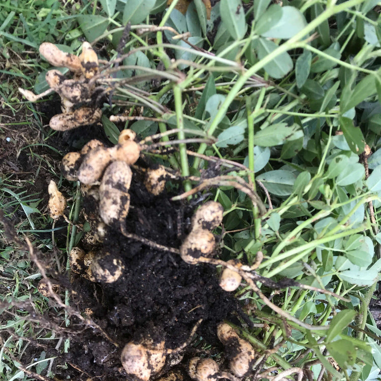 Organic Peanut Seeds