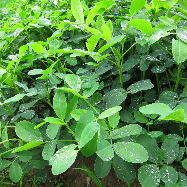 Organic Peanut Seeds