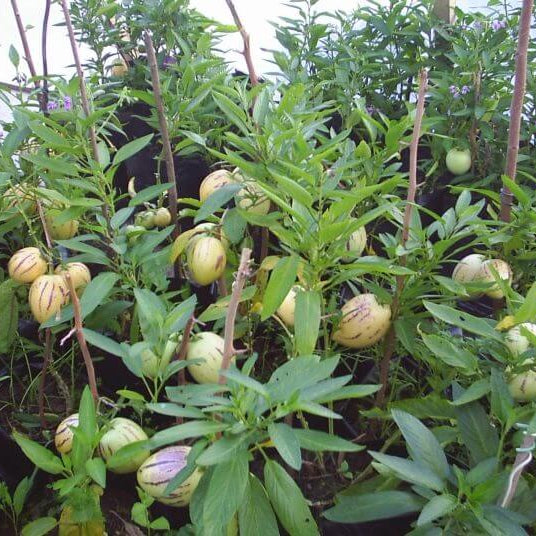 Organic Pepino Melon Seeds - Fruit Plant