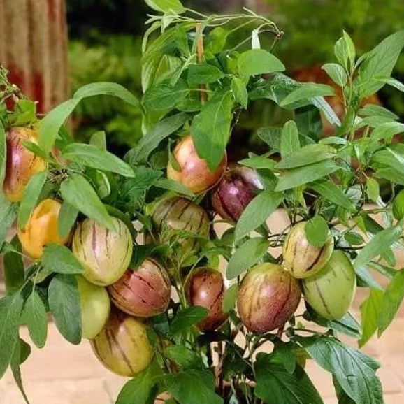 Organic Pepino Melon Seeds - Fruit Plant