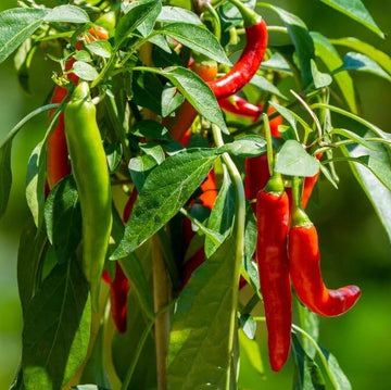 Organic Pepper Seeds