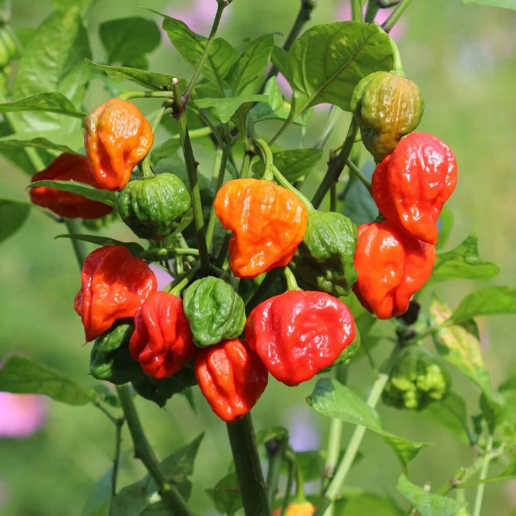 Organic Pepper Seeds