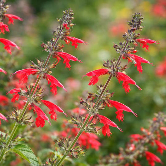 Organic Pineapple Sage Seeds - Herbal Plant