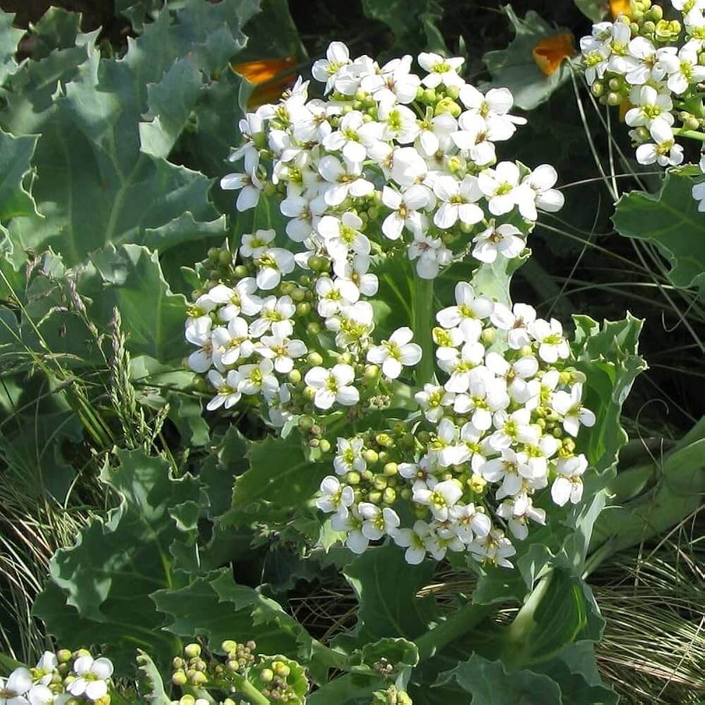Organic Sea Kale Seeds