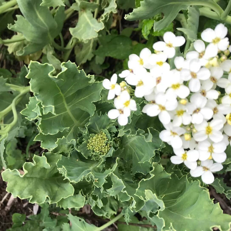 Organic Sea Kale Seeds
